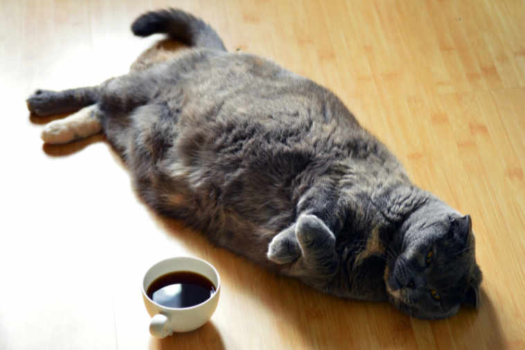 Can coffee help this cat?