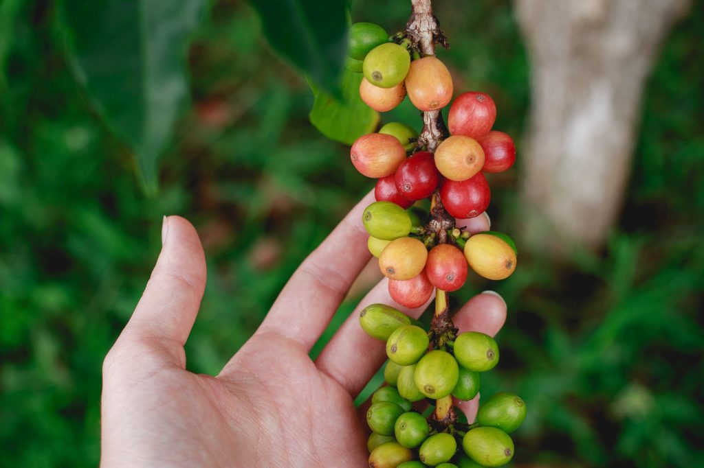 Aoac Releases Study Into Dna Fingerprinting Of Arabica Variants