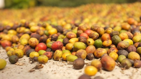 ARABICA PRICES ROSE IN MARCH WHILE ROBUSTA FELL-ACCORDING TO ICO