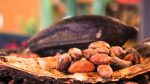 THE GLOBAL CACAO BEANS MARKET IS EXPECTED TO GROW