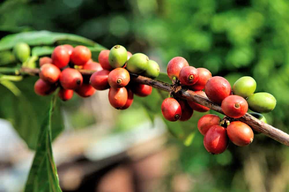 ARABICA VS ROBUSTA - WHAT'S THE DIFFERENCE?