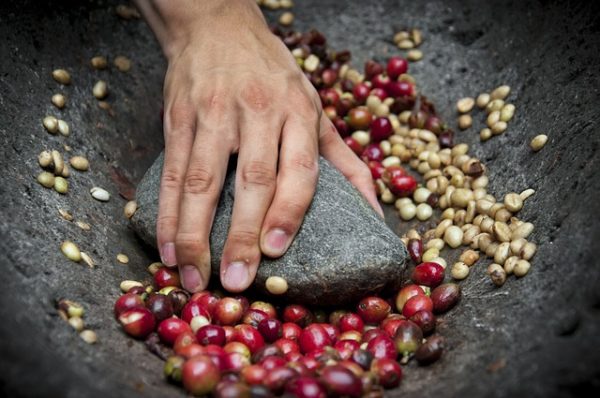 COFFEE FARMERS IN KENYA INCREASINGLY PROCESS ON THE FARM