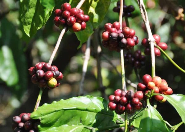 ROBUSTA COFFEE BEANS AT RISK DUE TO CLIMATE CHANGE