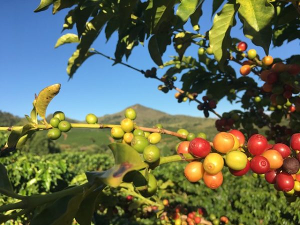 USDA PUBLISHED THE NEWEST REPORT- COFFEE: WORLD MARKETS AND TRADE