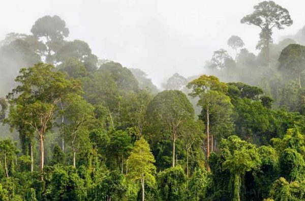 NESTLÉ INVESTS TO PROTECT CÔTE D'IVOIRE FOREST