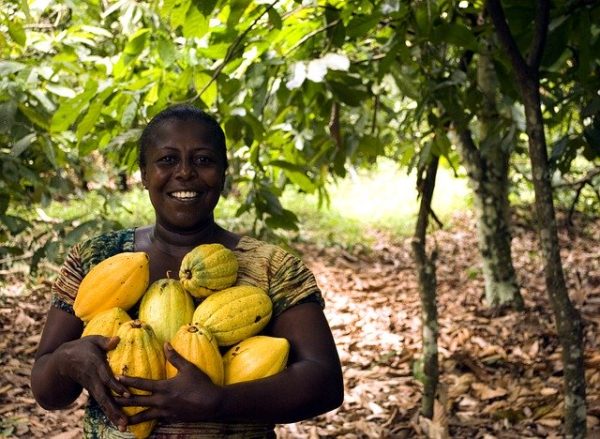 CÔTE D'IVOIRE WEATHER BODES WELL FOR GOOD COCOA HARVEST