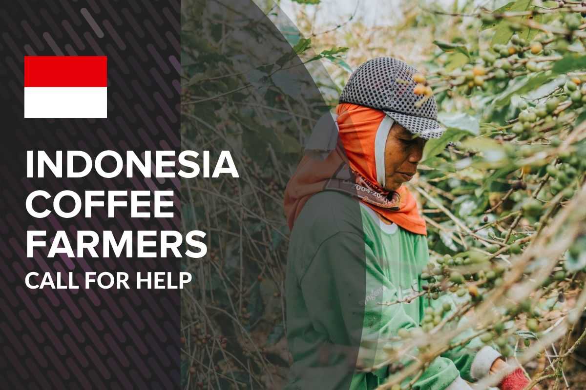 INDONESIA'S COFFEE PRODUCERS CALL FOR HELP