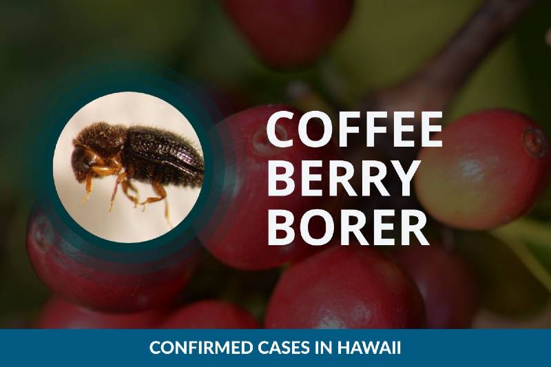 coffee berry borer