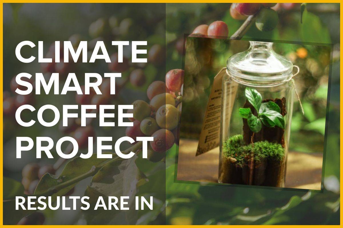 Proyecto de café climáticamente inteligente: los resultados