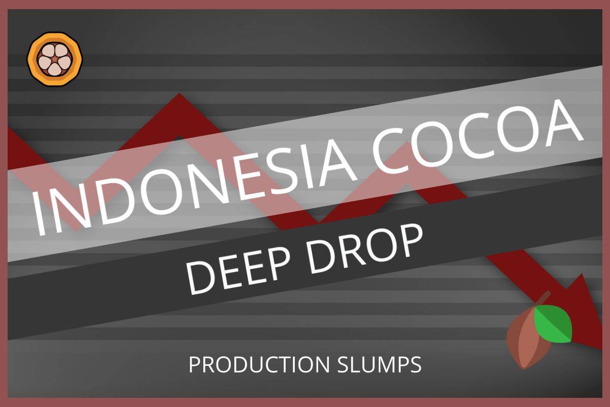 ICCO FORECASTS INDONESIA'S DEEP DROP IN COCOA OUTPUT