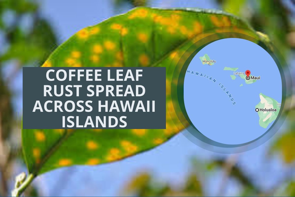 COFFEE LEAF RUST SPREADS ACROSS HAWAII ISLANDS