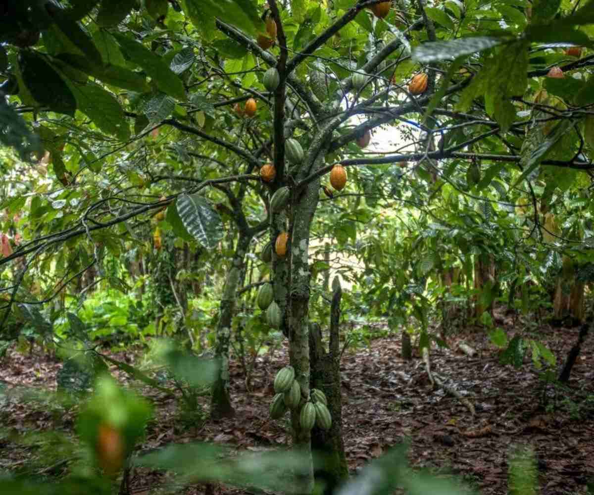 ASASE PROJECT LAUNCHED TO SUPPORT MORE SUSTAINABLE COCOA