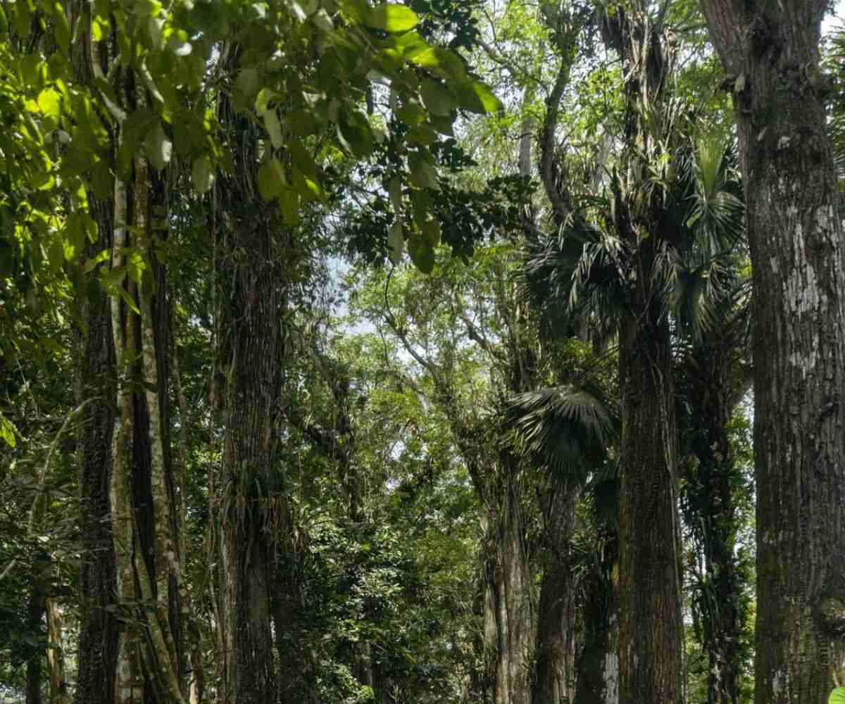 GHANA LAUNCHES 'NATIONAL MAP OF FORESTS AND LAND USE'