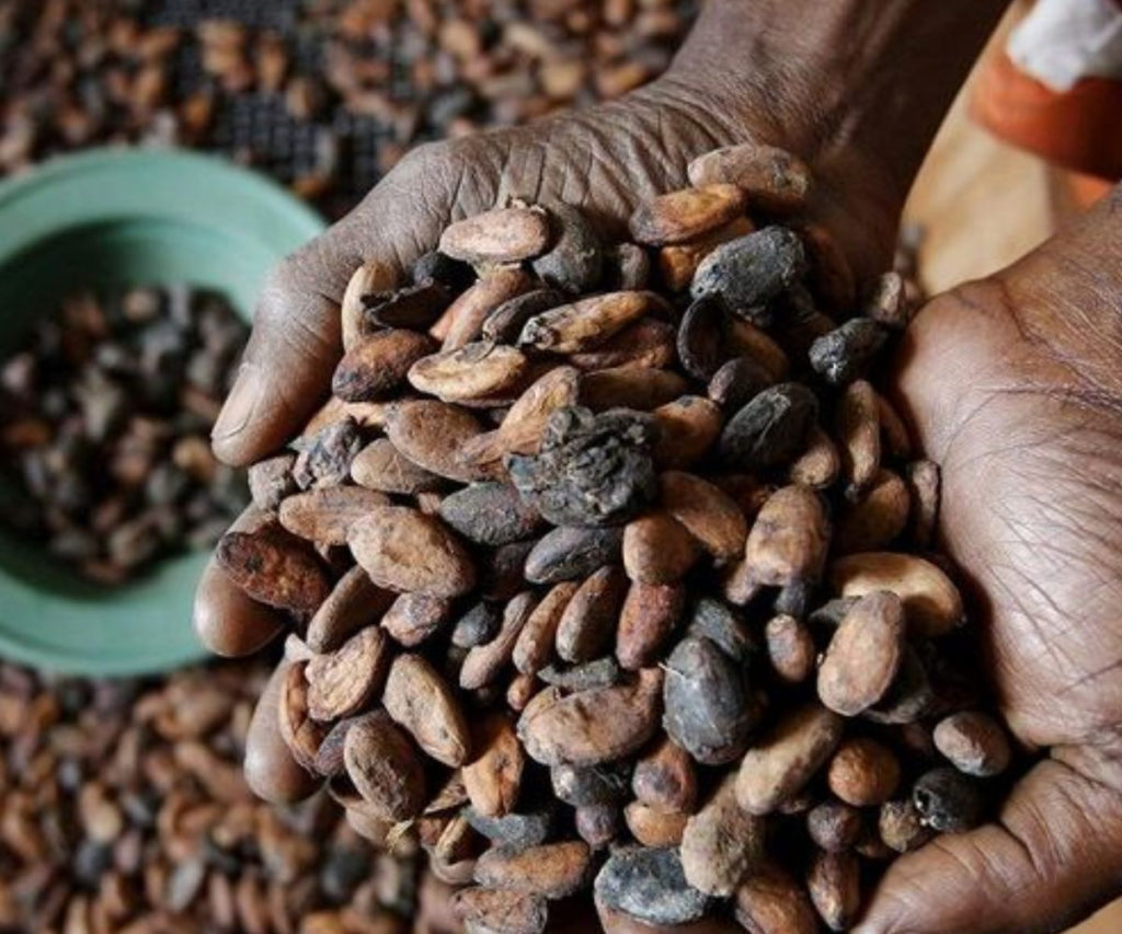 Cote d'Ivoire cocoa