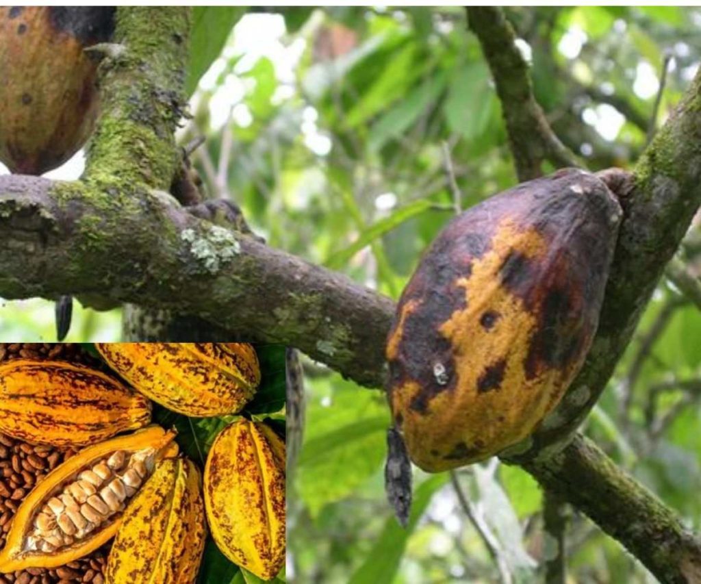 cacao black pod disease