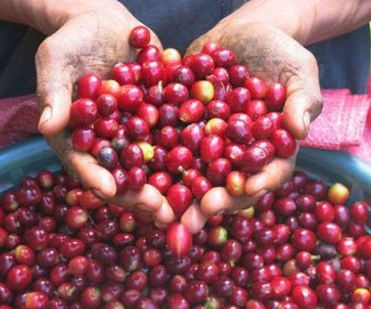 OLAM'S ATSOURCE RECOGNISED BY GLOBAL COFFEE PLATFORM