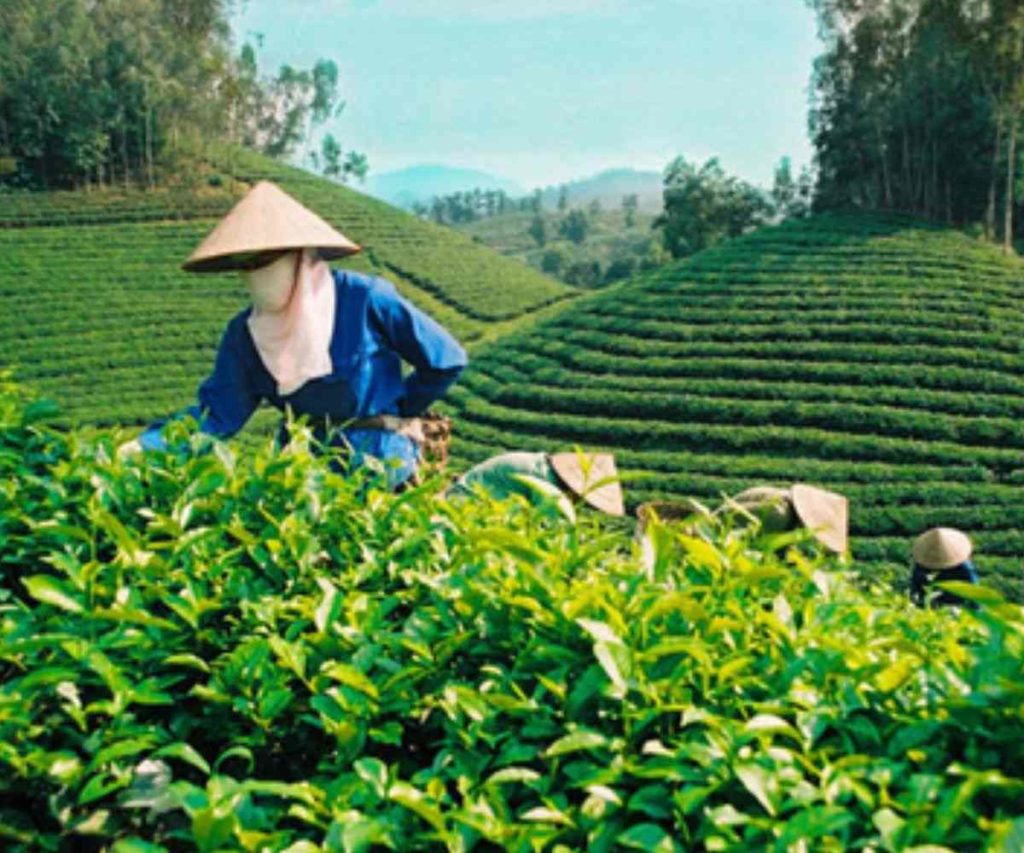 Vietnam Coffee Exports