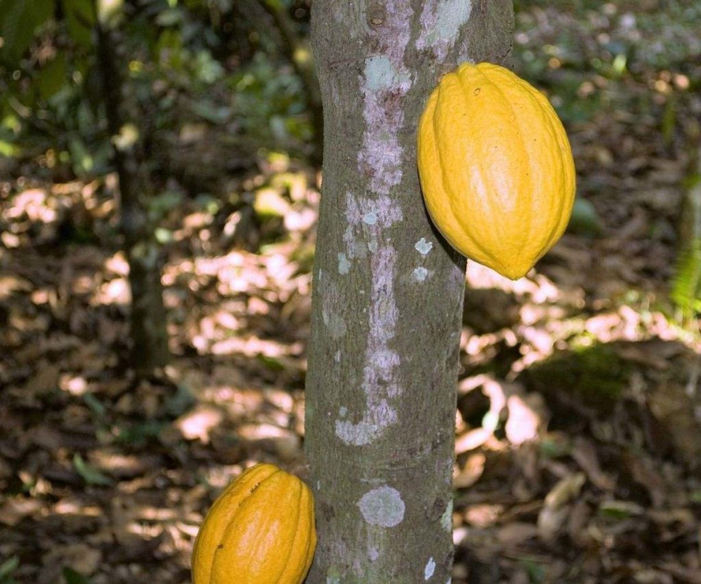 Cacao Amarillo