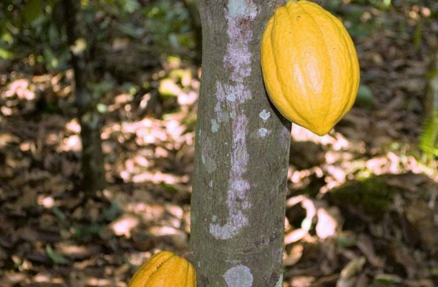 Yellow Cacao