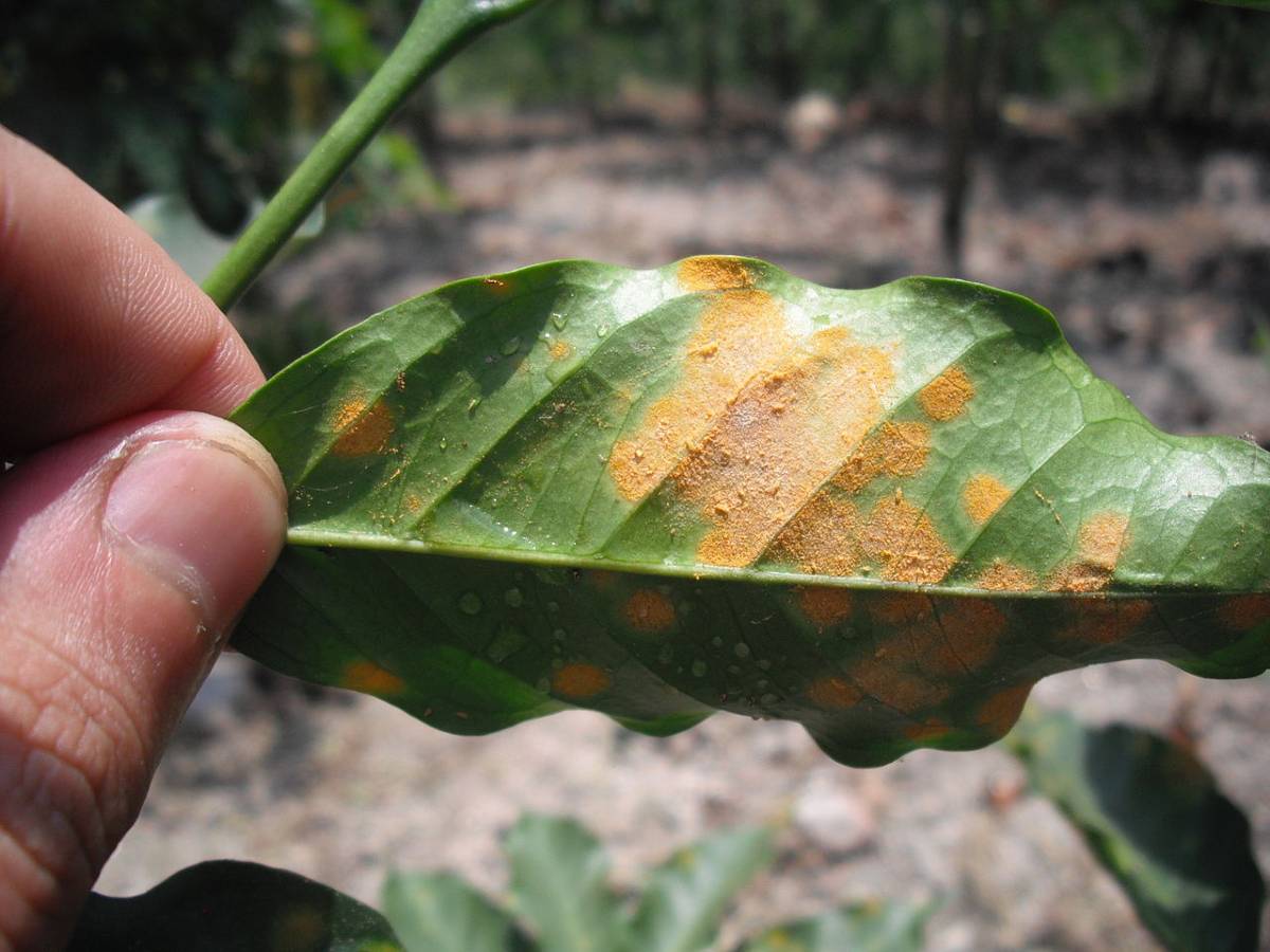 NEW RESEARCH SHOWS HOW HYPERPARASITE MAY CONTROL COFFEE LEAF RUST