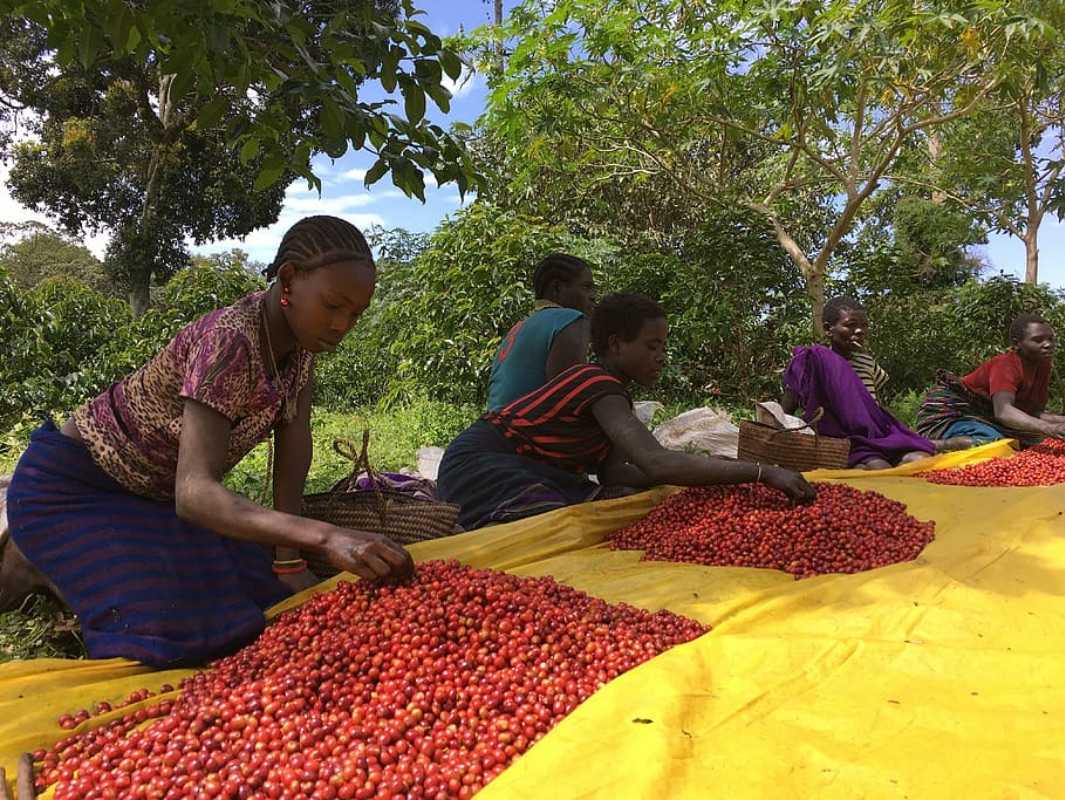 NON-PROFITS PARTNER TO PRESERVE ETHIOPIA'S FOREST COFFEE