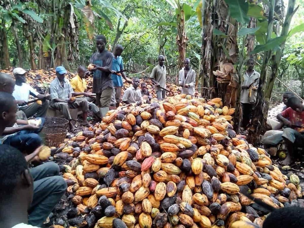 Nigerian Cocoa Farming