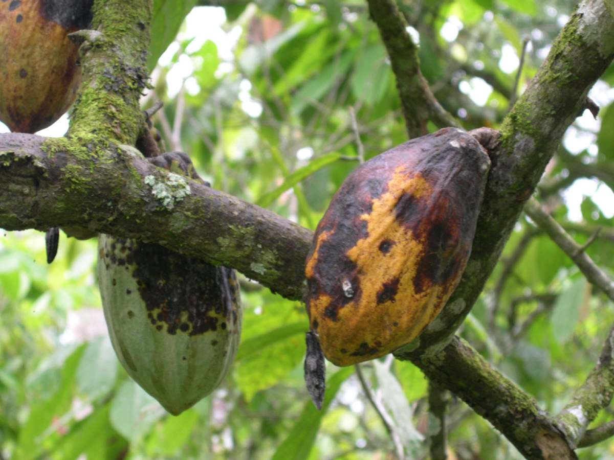 CLIMATE CONSULTANCY ISSUES WARNING FOR RISK FOR BLACK POD DISEASE