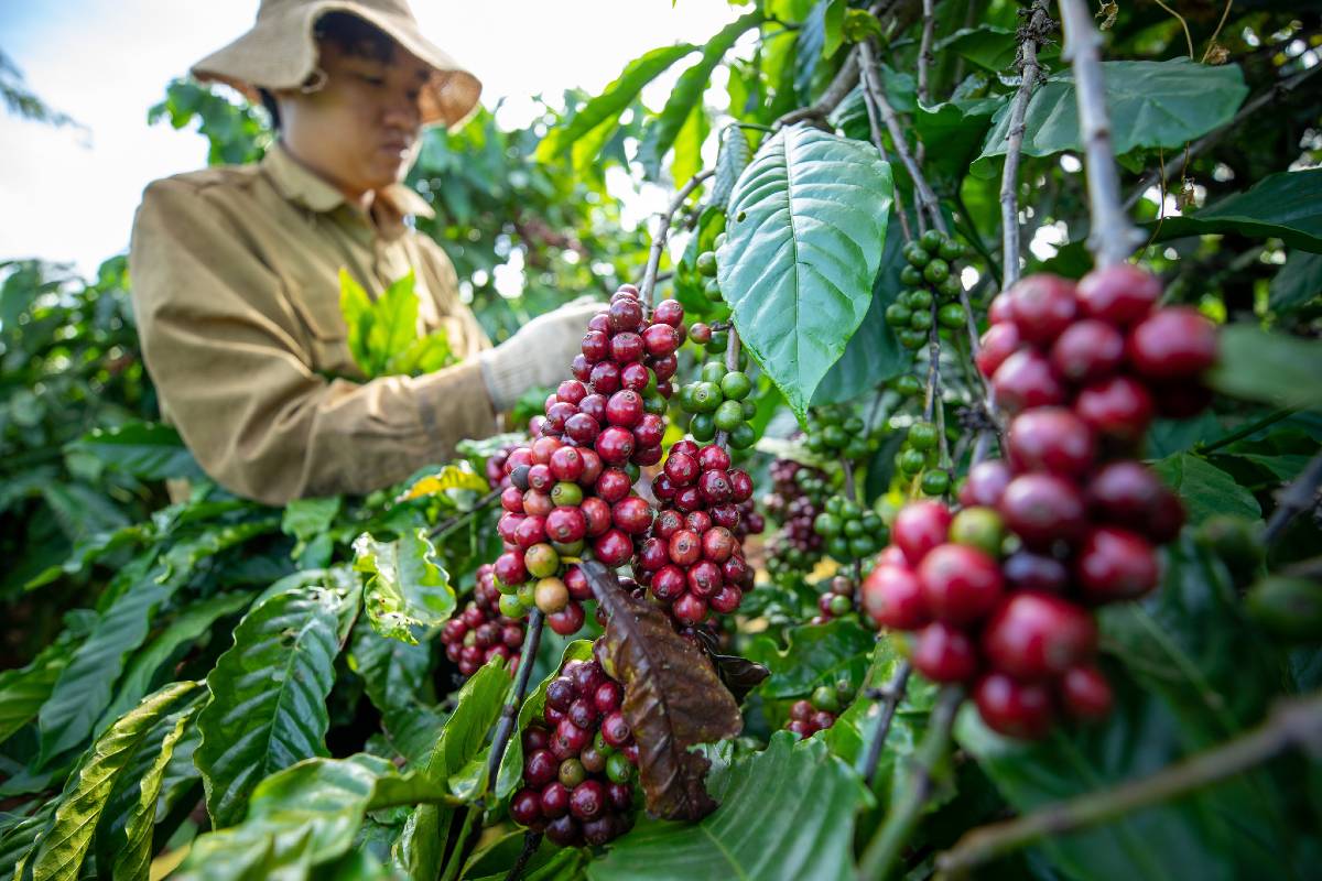 VIETNAM EXPORTS OF COFFEE TO UK IN DRAMATIC DECLINE
