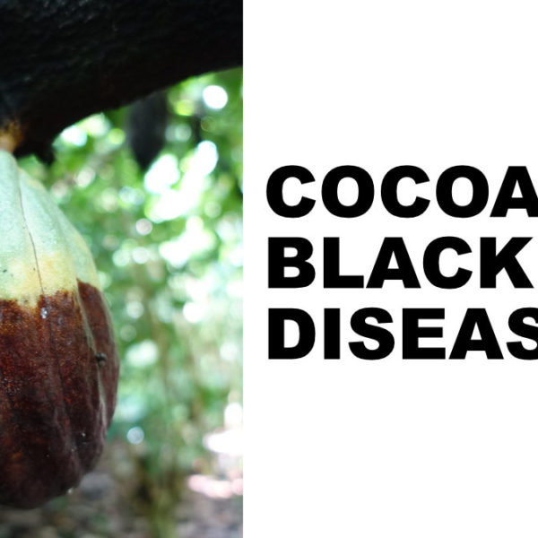 CÔTE D’IVOIRE WEATHER EASES WORRIES ON BLACK POD DISEASE