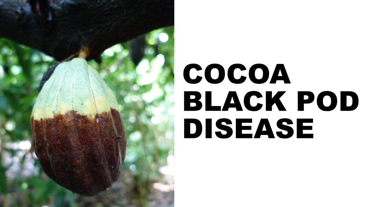 CÔTE D'IVOIRE WEATHER EASES WORRIES ON BLACK POD DISEASE