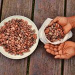 ONE TOMATO FOR ONE COCOA BEAN. A HISTORY OF THE VALUE OF CACAO