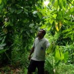 SUSTAINABILITY AND DEFORESTATION IN THE COCOA INDUSTRY