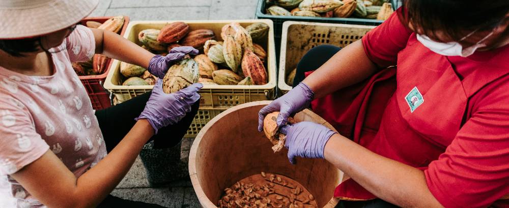 Two Staff Working To Take Out The Cacao Seeds Web