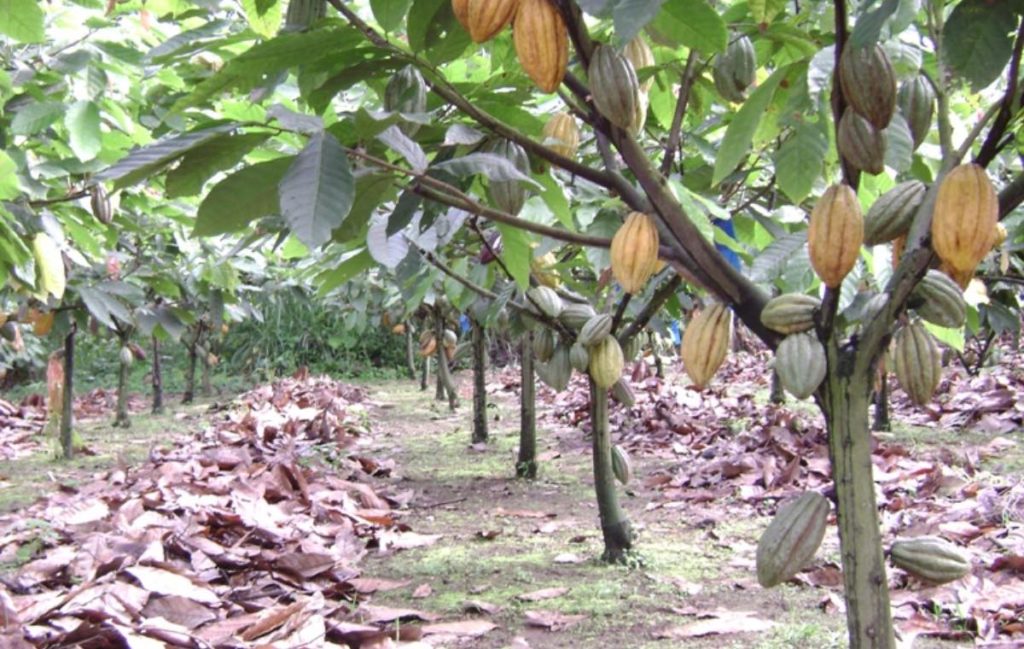 cocoa trees