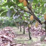 GHANA DESTROYS 43,000 COCOA TREES INFECTED WITH CSSV