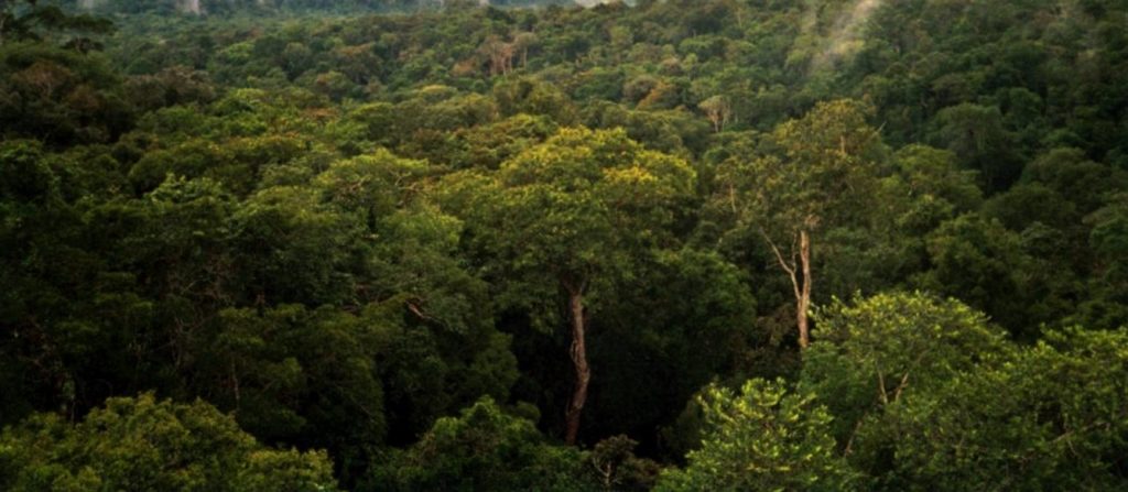 Forêt amazonienne de Manaus