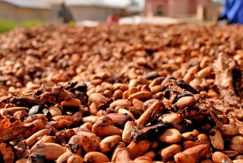 séchage des fèves de cacao