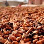 CÔTE D'IVOIRE RE-ALLOCATES COCOA EXPORTS AFTER LOCAL BUYERS RUN OUT OF CASH