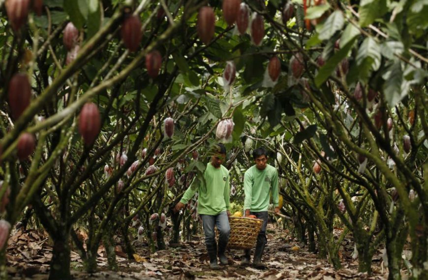 Malagos: empoderando a las comunidades cacaoteras en Filipinas