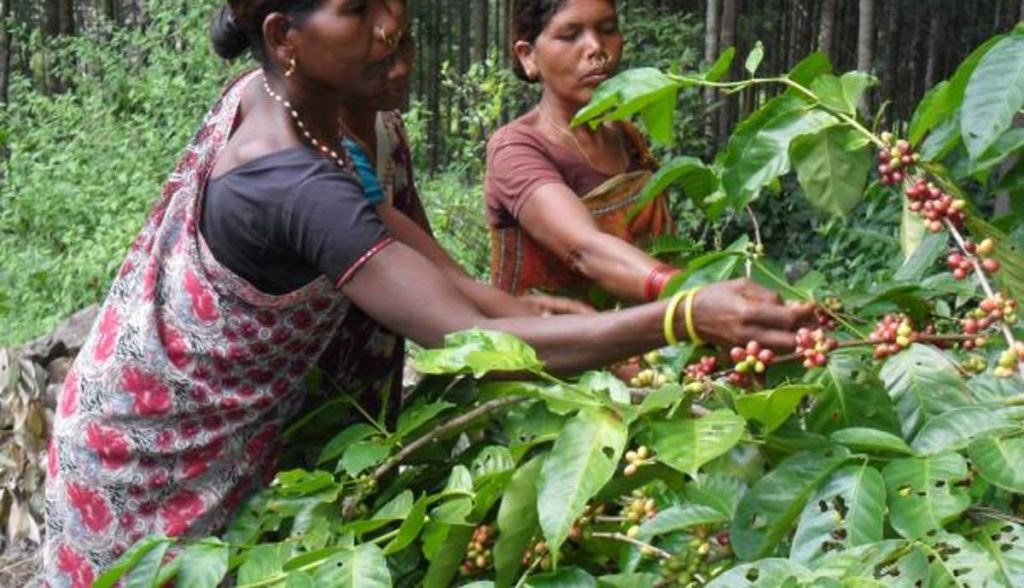 india coffee farm