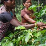 INDIA'S COFFEE FARMERS GET AID AS HEAVY RAIN RUINS PROSPECTS