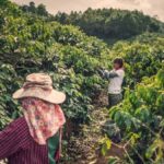 YUNNAN PROVINCE IS 'HEAVEN OF ARABICA' AS CHINESE COFFEE GAINS TRACTION