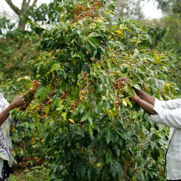 Caen las exportaciones de café de Kenia