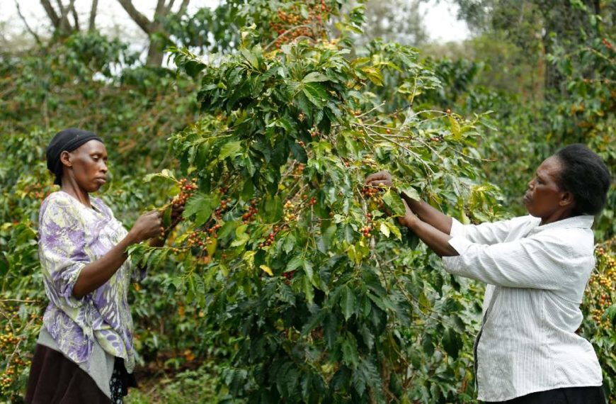 Baisse des exportations de café du Kenya