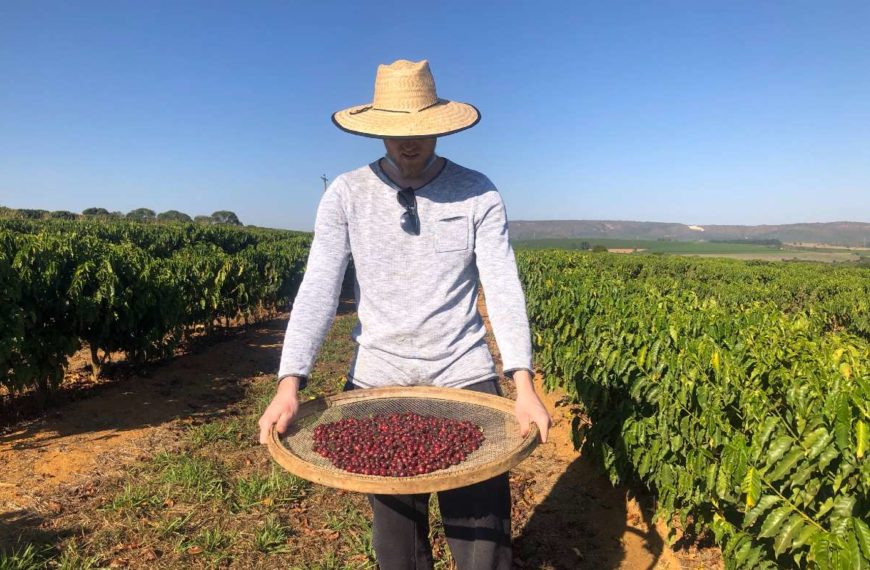 From Tree To Cup: Coffee Cultivation In The Brazilian Cerrado Mineiro Region