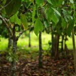 SUSTAINABILITY TO DRIVE COCOA TRENDS IN 2022