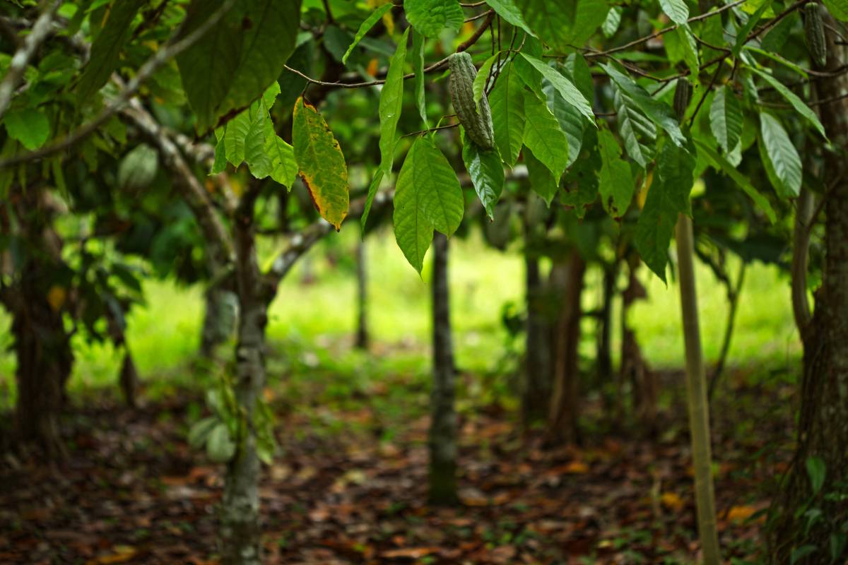 SUSTAINABILITY TO DRIVE COCOA TRENDS IN 2022
