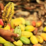 DRY WEATHER CAUSES CONCERN FOR MID-CROP IN CÔTE D'IVOIRE