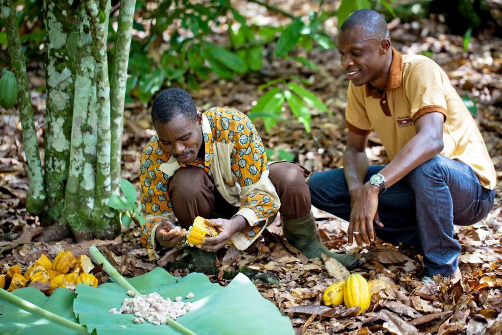 Agricultor de cacao Ghana