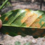 HAWAII DEVELOPING ACTION PLAN TO DEAL WITH COFFEE LEAF RUST